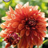 Dahlia Miss Brandy Dekorativ 1-pack NYHET