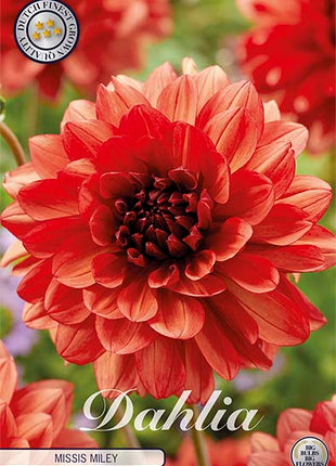 Dahlia Border Bluesette