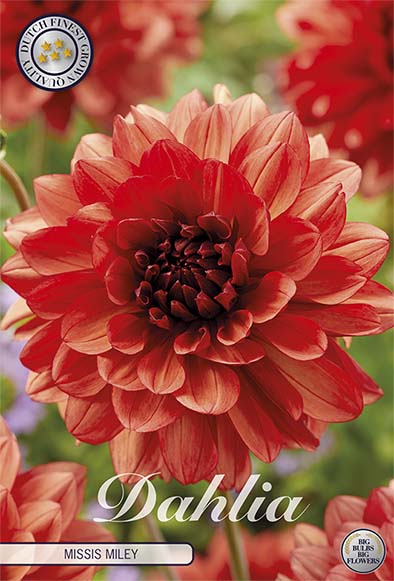 Dahlia Missis Miley Dekorativ 1-pack NYHET