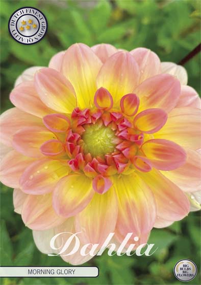 Dahlia Border Bluesette 1 kpl