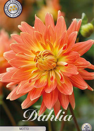 Dahlia Border Bluesette 1 kpl