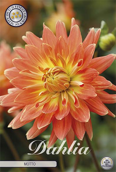 Dahlia Border Bluesette 1 kpl