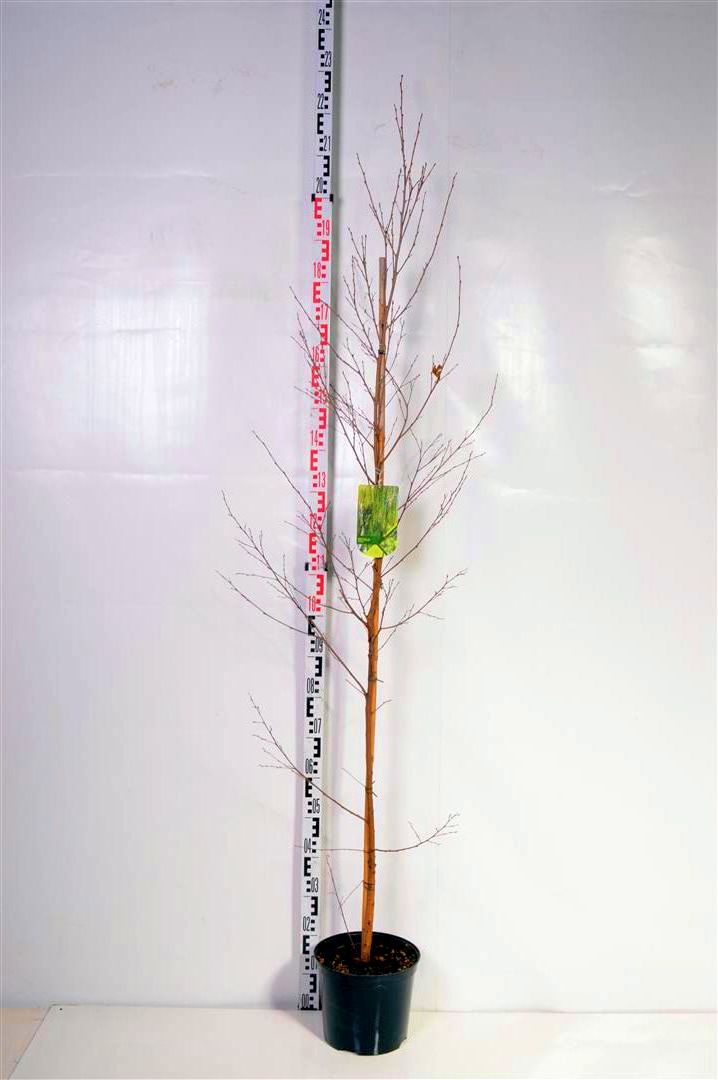 Betula pendula C7,5 (7,5 liters kruka) 175-200 cm