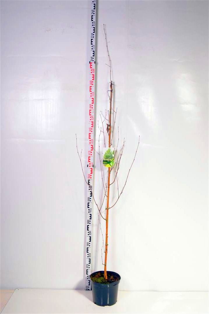 Björk ut. jacquemontii - C7,5/P26 175-200 CM