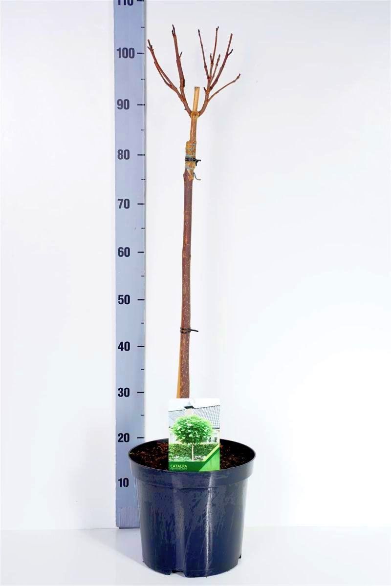 Trumpetträd bungei - 60 CM STEM C7,5/P26