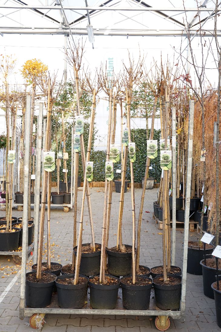 Catalpa bungei 180 cm stam, stamomfång 6-8 cm, C10 (10 liters kruka)