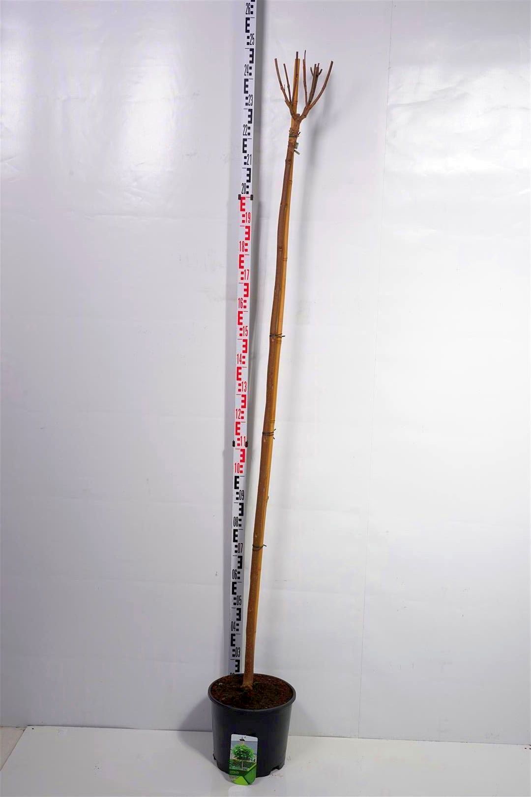 Trumpetträd bungei - 200 CM ST 6-8CM C15