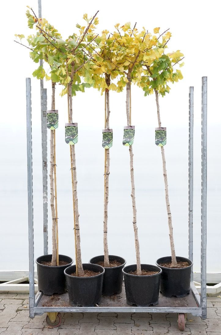 Ginkgo bil. &