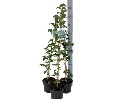 Hydrangea anomala petiolaris C2 (2 liters kruka) / 17 cm kruka 60-80 cm