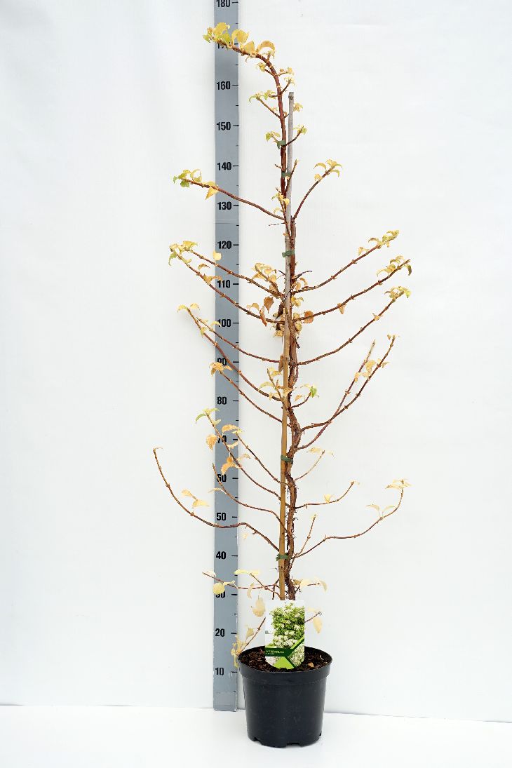 TW-2776181