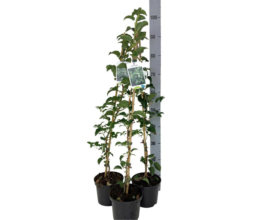 Hortensia anomala petiolaris - C2/P17 80-90 CM