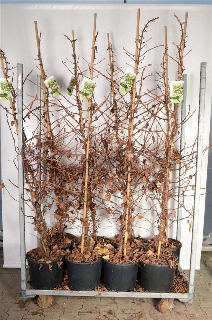 Hortensia anomala petiolaris - C15 175-200 CM