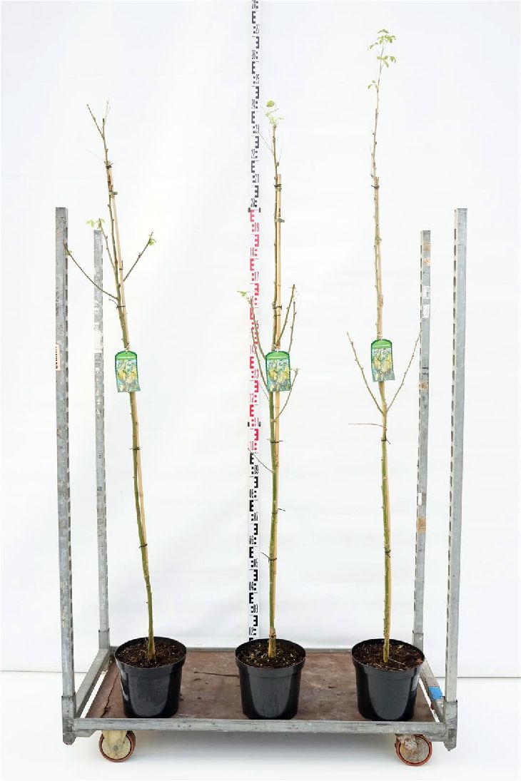 Laburnum anagyroides C10 (10 liters kruka) 200+ cm