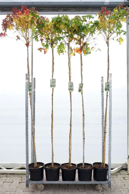 Liquidambar styraciflua &