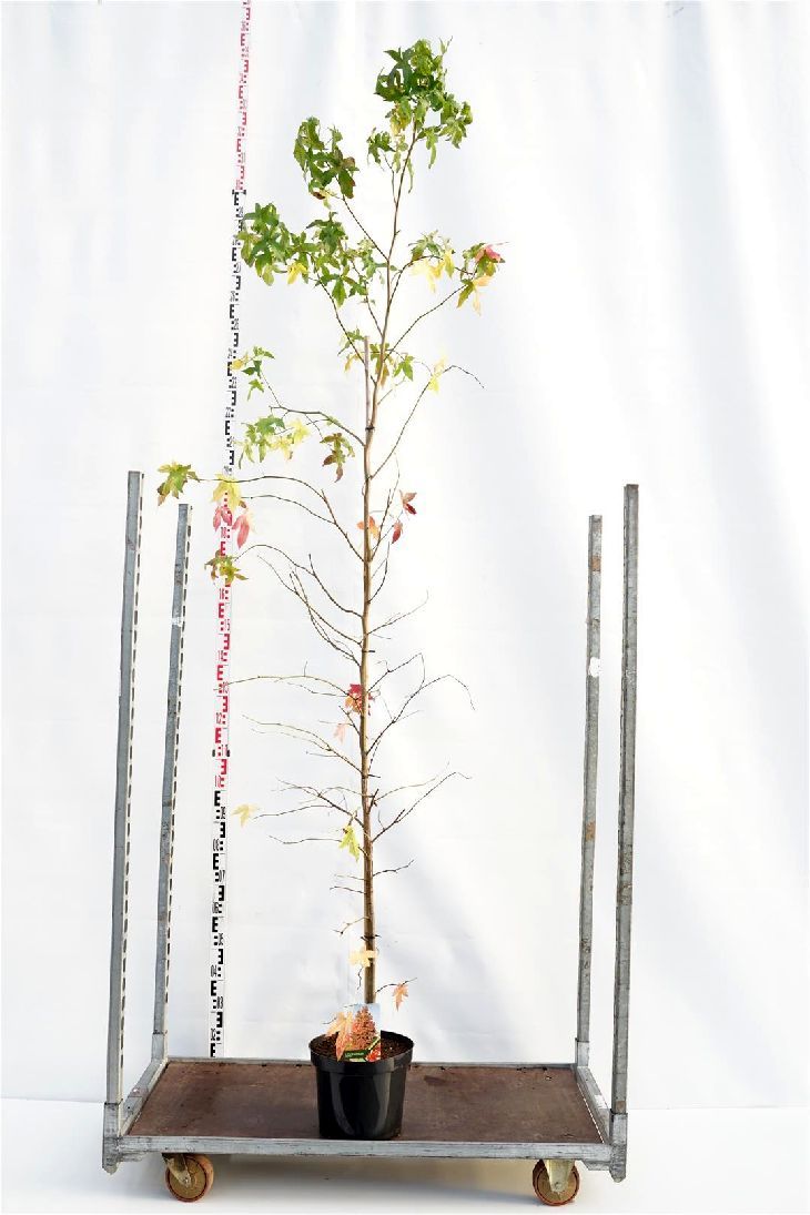 Amerikansk ambra styraciflua - C10 200-250 CM