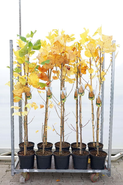 Liriodendron tulipifera C7,5 (7,5 liters kruka) 150-175 cm