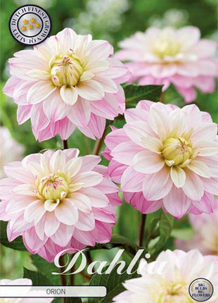 Dahlia Border Bluesette 1 kpl