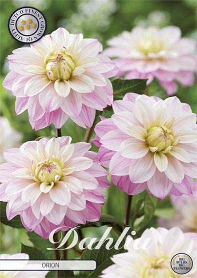 Dahlia Orion Dekorativ 1-pack NYHET