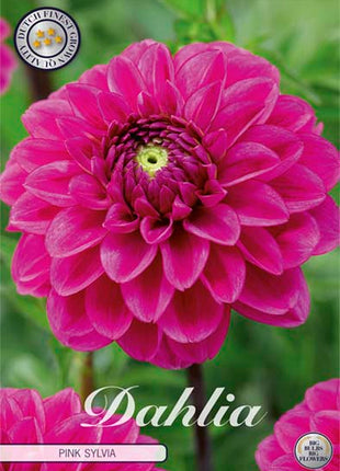 Dahlia Boll Caitlin's Joy 1-pak NYHED