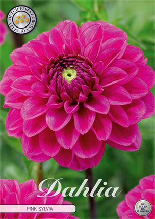 Dahlia Boll Pink Sylvia 1-pack NYHET