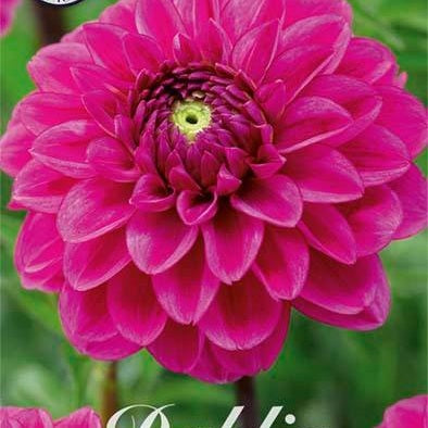 Dahlia Boll Pink Sylvia 1-pack NYHET