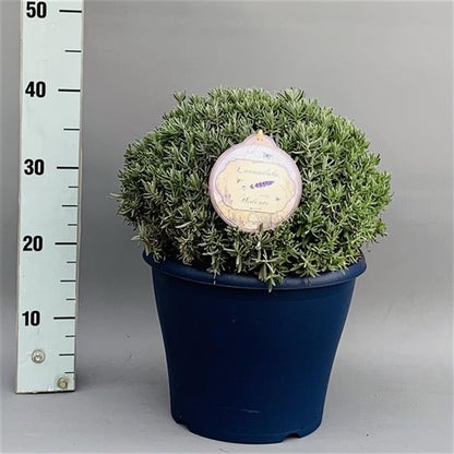 Lavandula angustifolia &