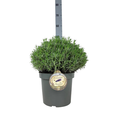 Lavandula angustifolia &