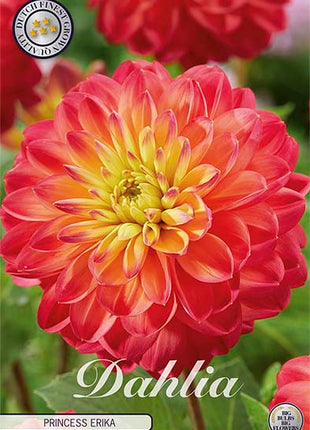 Dahlia Border Bluesette 1 kpl