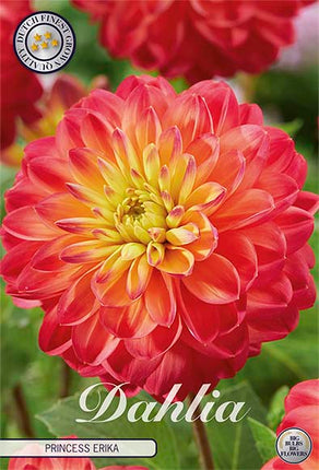 Dahlia Princess Erika Dekorativ 1-pack NYHET