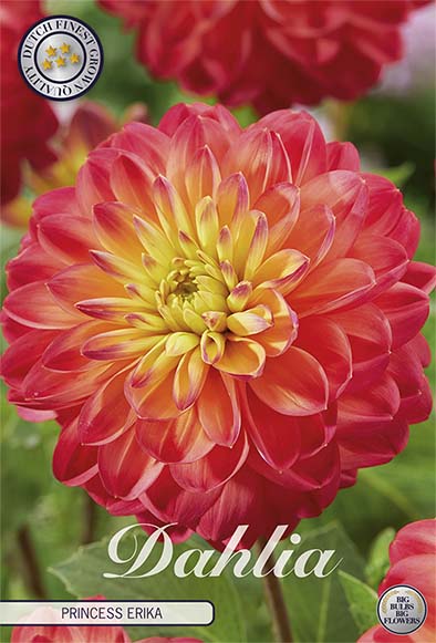 Dahlia Border Bluesette 1 kpl