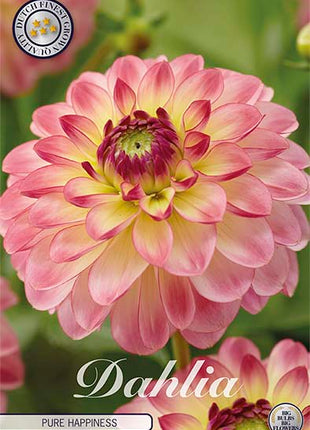 Dahlia Border Bluesette