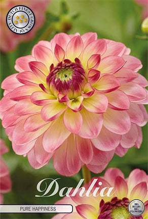 Dahlia Pure Happiness Dekorativ 1-pack