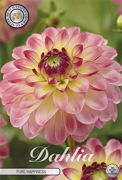 Dahlia Pure Happiness Dekorativ 1-pack