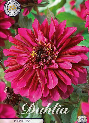 Dahlia Border Bluesette 1 kpl