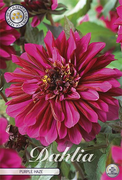 Dahlia Border Bluesette 1 kpl