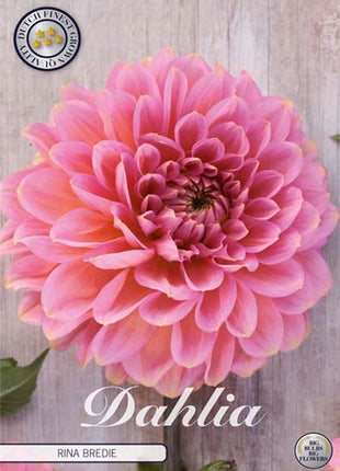 Dahlia Border Bluesette 1 kpl