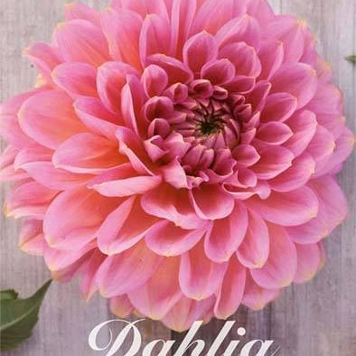Dahlia Rina Bredie Dekorativ 1-pack NYHET