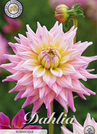 Dahlia Border Bluesette