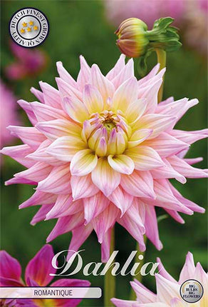 Dahlia Romantique Dekorativ 1-pack NYHET