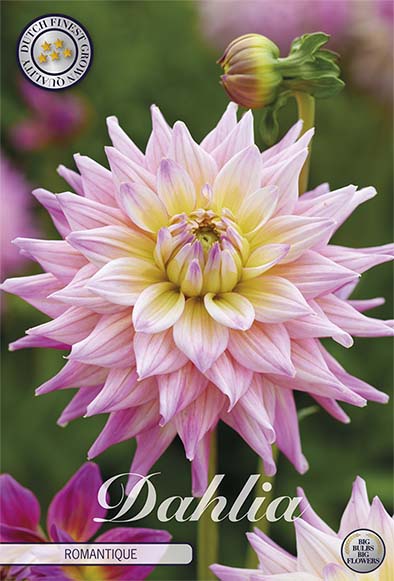 Dahlia Romantique Dekorativ 1-pack NYHET