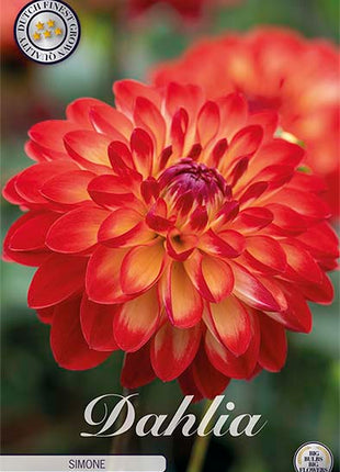 Dahlia Border Bluesette