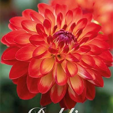 Dahlia Simone Dekorativ 1-pack NYHET