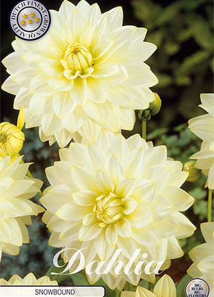 Dahlia Border Bluesette