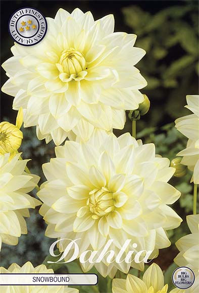 Dahlia Border Bluesette