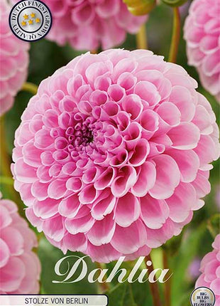 Dahlia Pompon Dunkler Geist