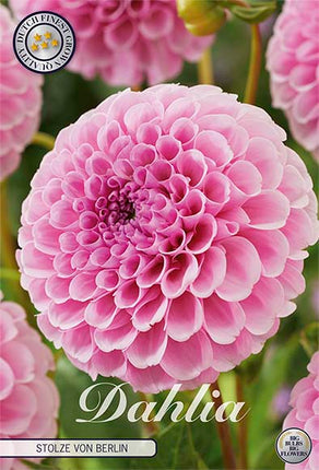 Dahlia Pompon Stolze von Berlin 1-pack NYHET