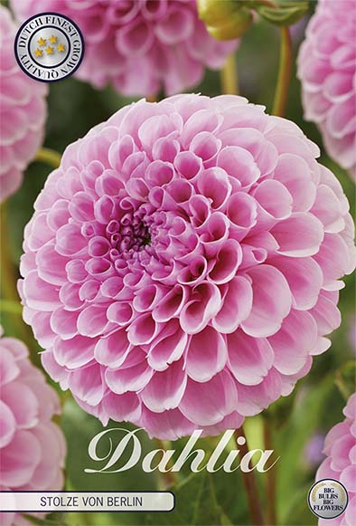 Dahlia Pompon Dark Spirit