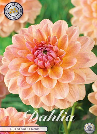 Dahlia Border Bluesette 1 kpl