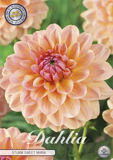 Dahlia Sturm Sweet Maria Dekorativ 1-pack NYHET