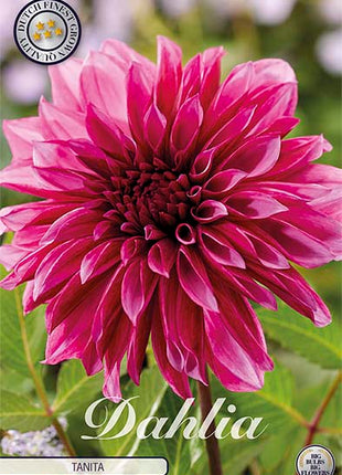 Dahlia Border Bluesette 1 kpl